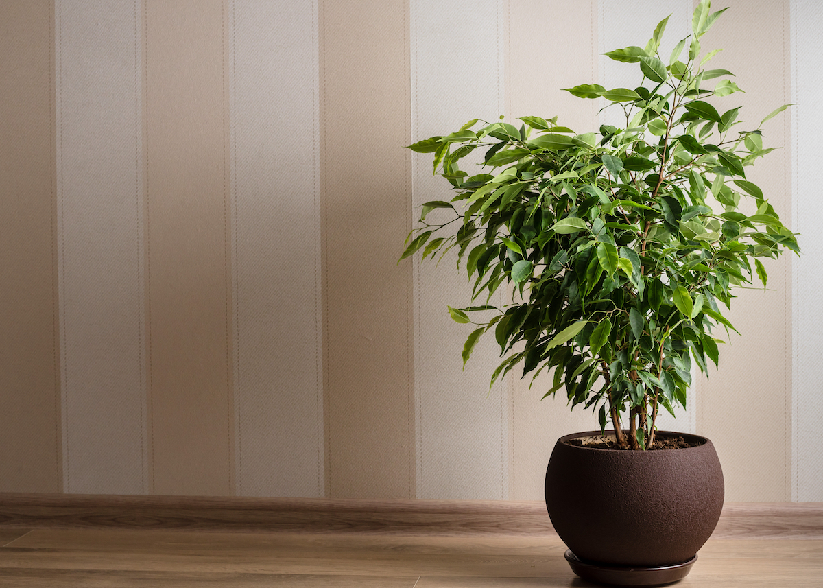 The 4 Worst Houseplants If You Have Allergies