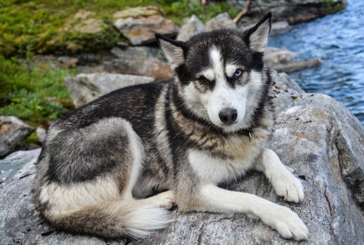 15 Amazing Facts About Siberian Huskies