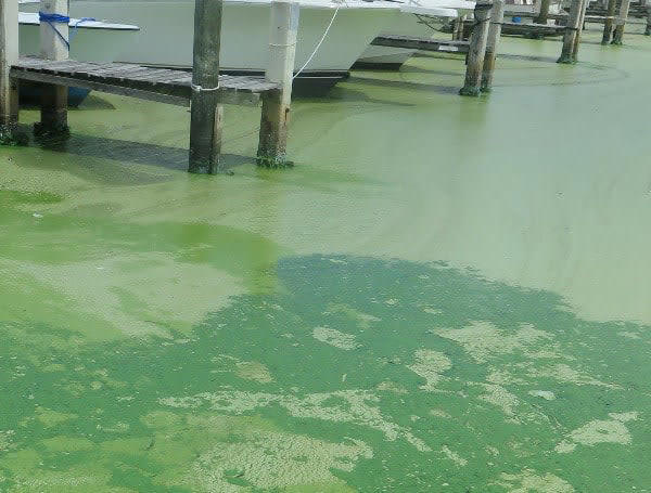 Pasco County Health Officials Issue Blue-Green Algae Bloom Alert For ...