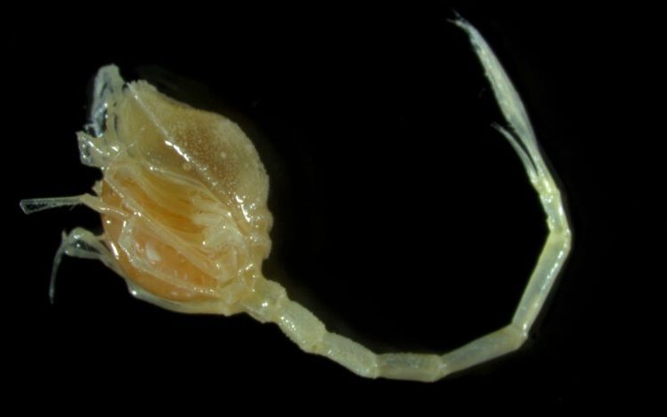 scientists ‘baffled’ by new species of bizarre organism found in deep sea dive