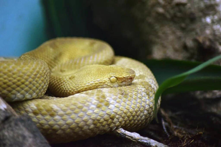 Saving Lives With Poison: Discover 6 Medicines Made From Snake Venom