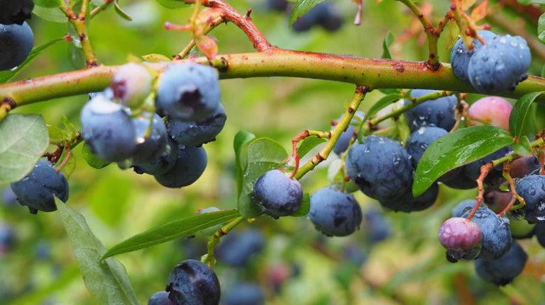 False Facts About Blueberries You Thought Were True