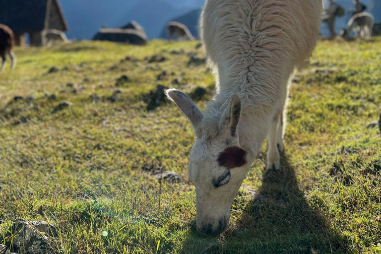 Animals At Machu Picchu - What To Look Out For On Your Visit