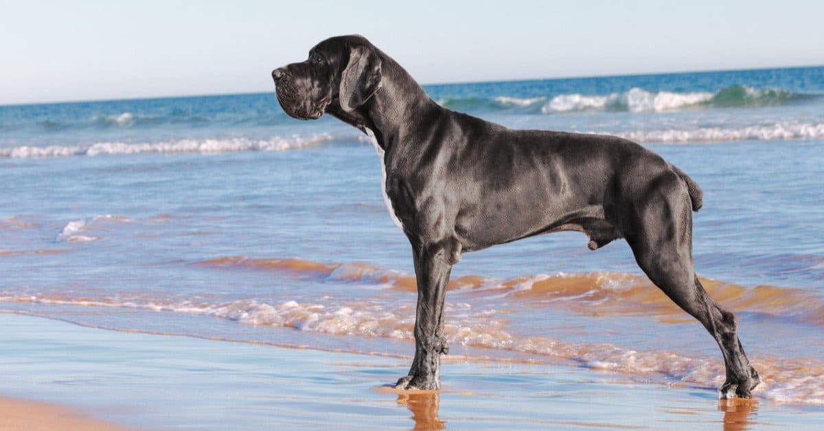 The World’s 12 Tallest Dog Breeds Are Towering Beasts