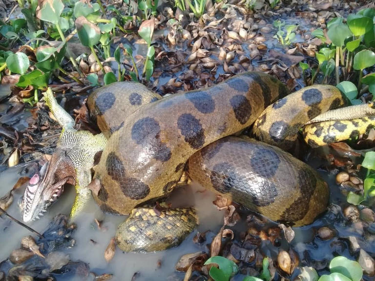 Giant green anaconda found dead in the Brazilian Amazon, possibly ...