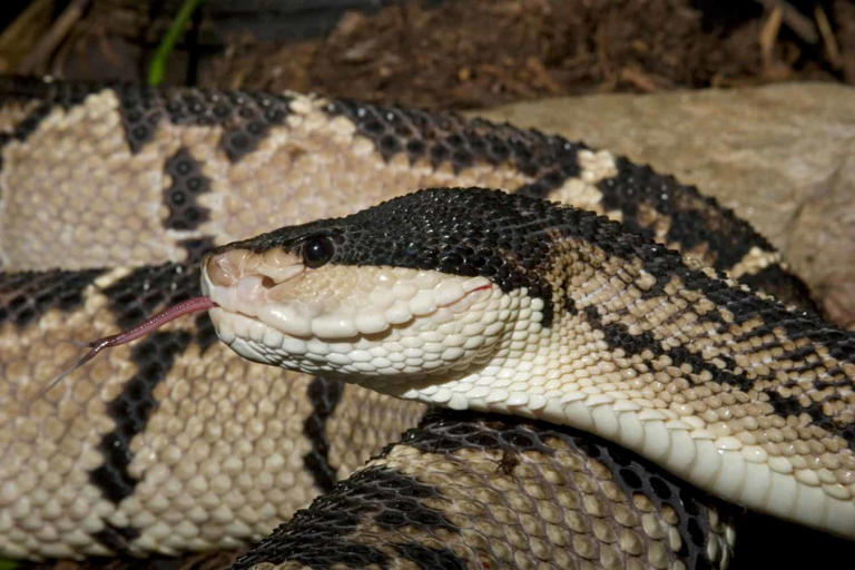 Saving Lives With Poison: Discover 6 Medicines Made From Snake Venom