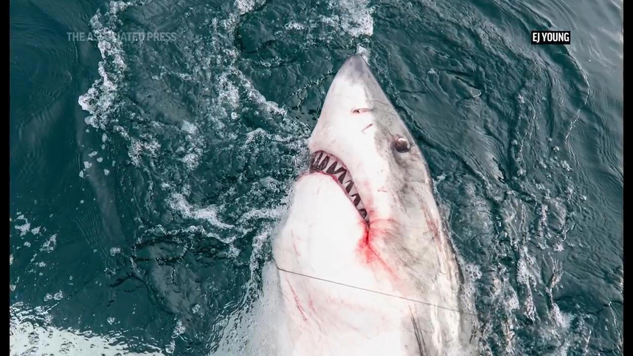 Wandering white shark tracked as it swims to Mexico