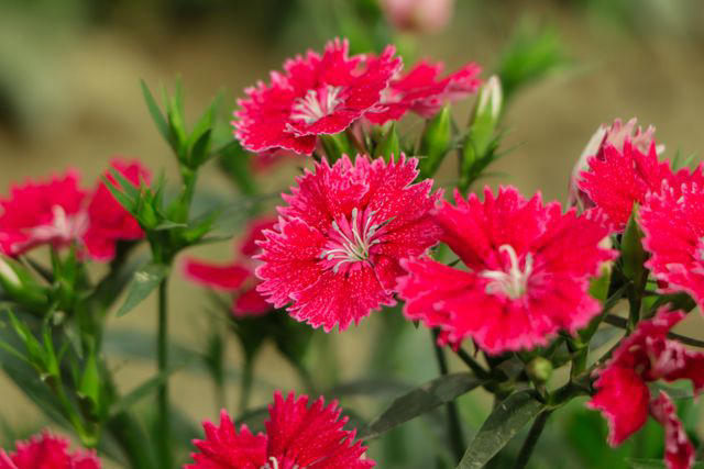 15 Stunning Red Flowers For Your Garden