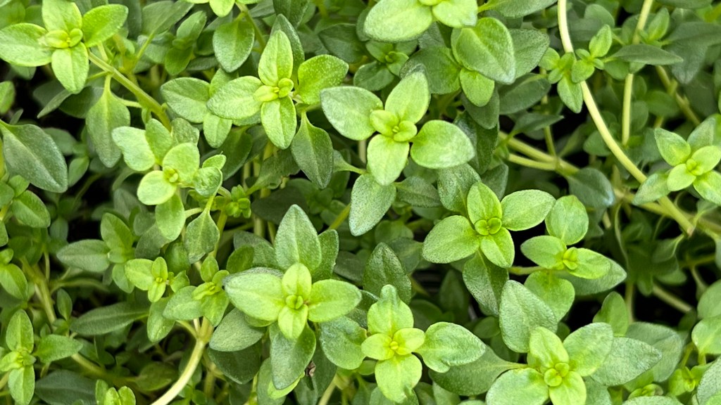 5 Plants That Repel Mosquitoes From Your Yard, According to Garden Pros