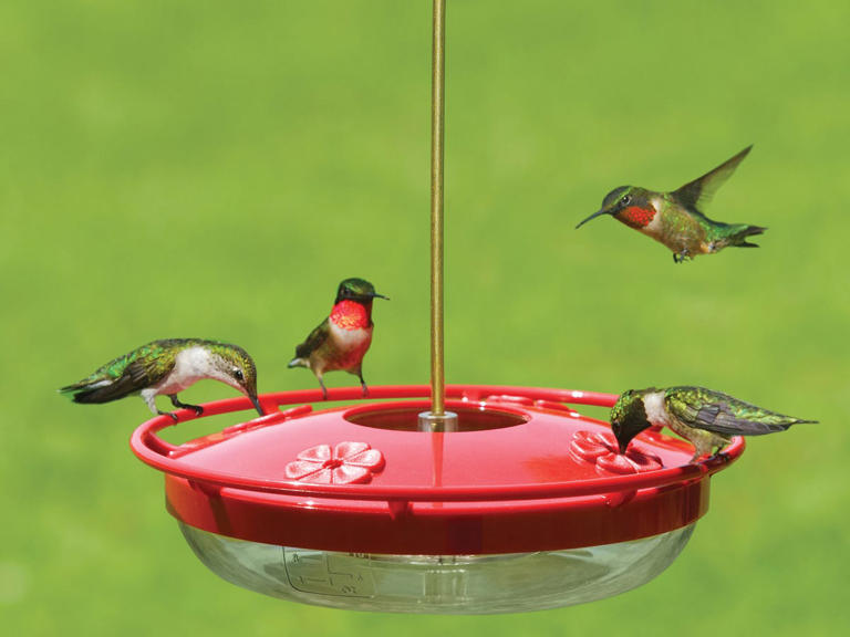 The 5 best hummingbird feeders of 2024