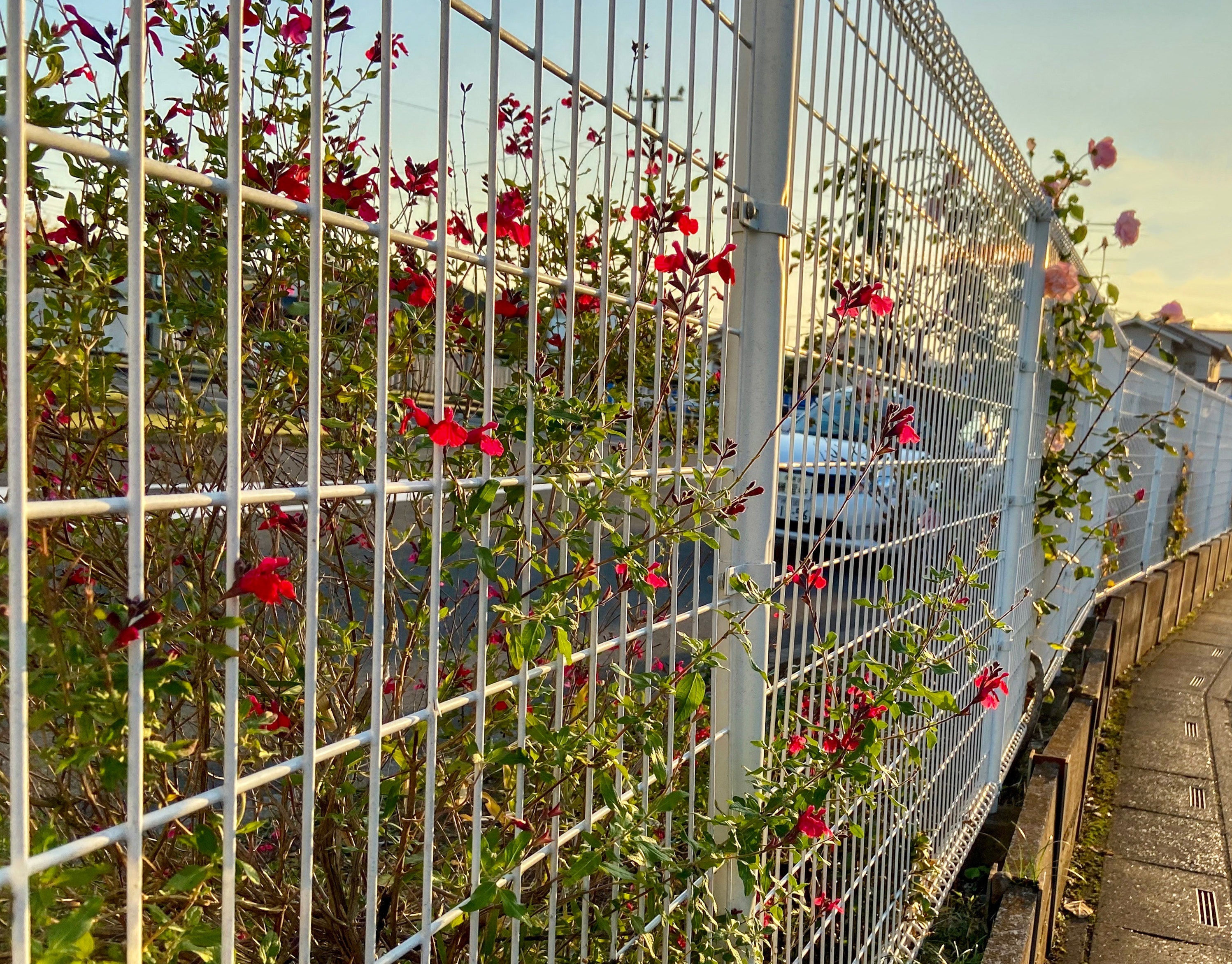 50 Privacy Fence Ideas To Stylishly Seclude Your Outdoor Sanctuary