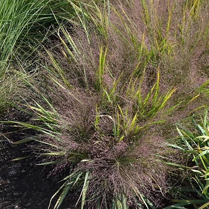 7 Native Grasses To Plant in Your Yard