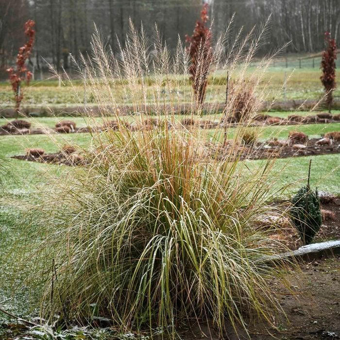 7 Native Grasses To Plant in Your Yard