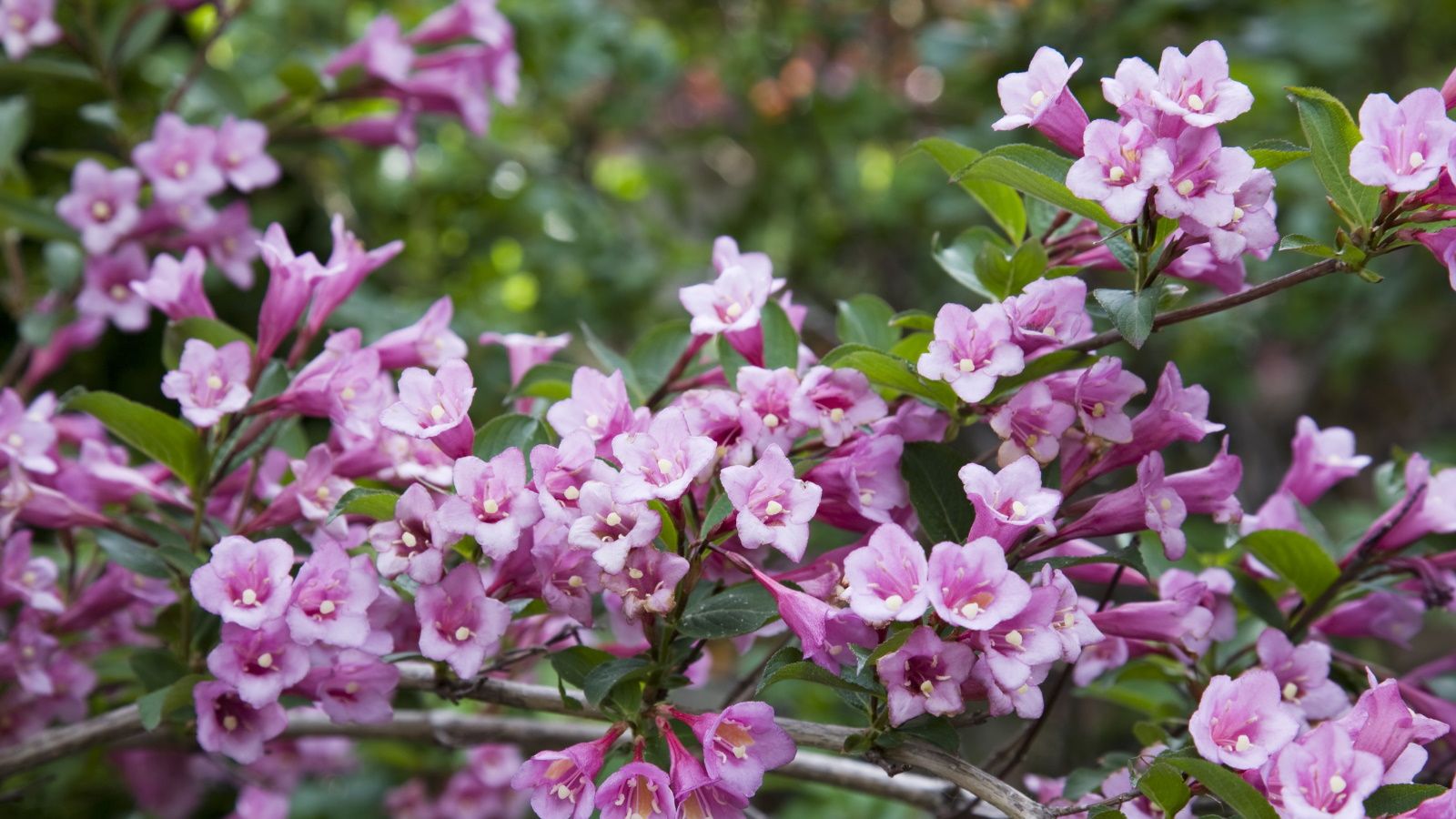 How To Grow Weigela – A Colorful Shrub That Pollinators Love