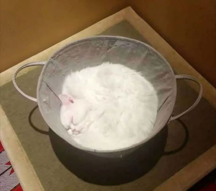 75 ‘No Context Cats’ To Put A Smile On Your Face
