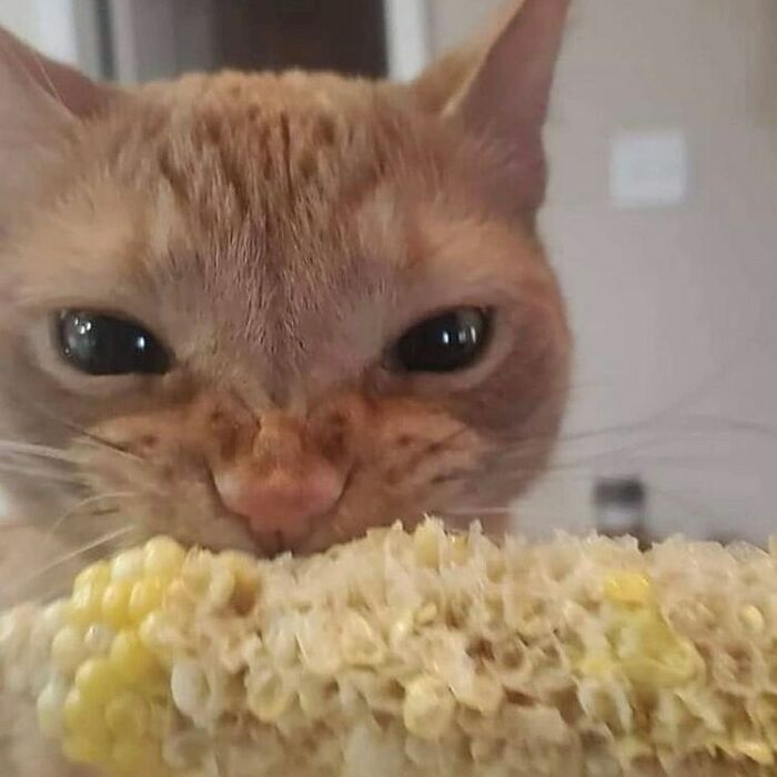 75 ‘No Context Cats’ To Put A Smile On Your Face