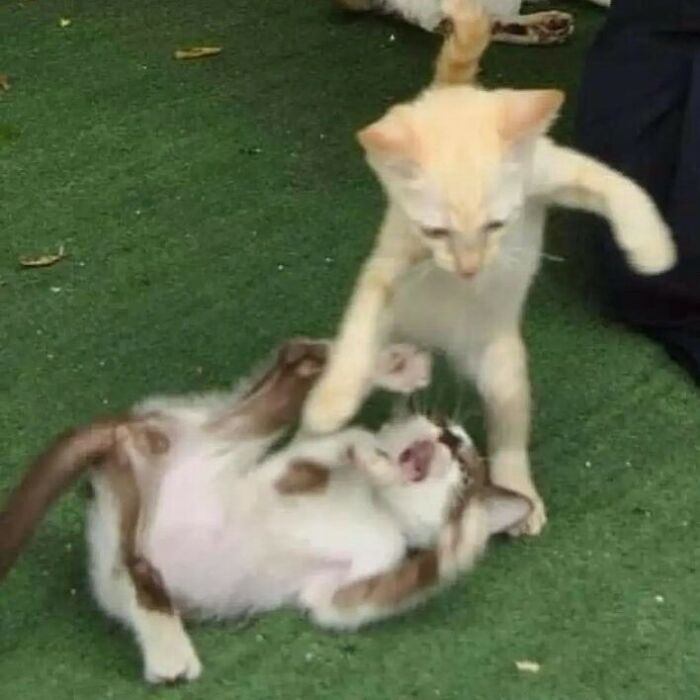 75 ‘No Context Cats’ To Put A Smile On Your Face