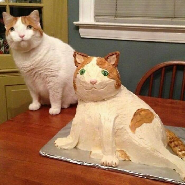 75 ‘No Context Cats’ To Put A Smile On Your Face