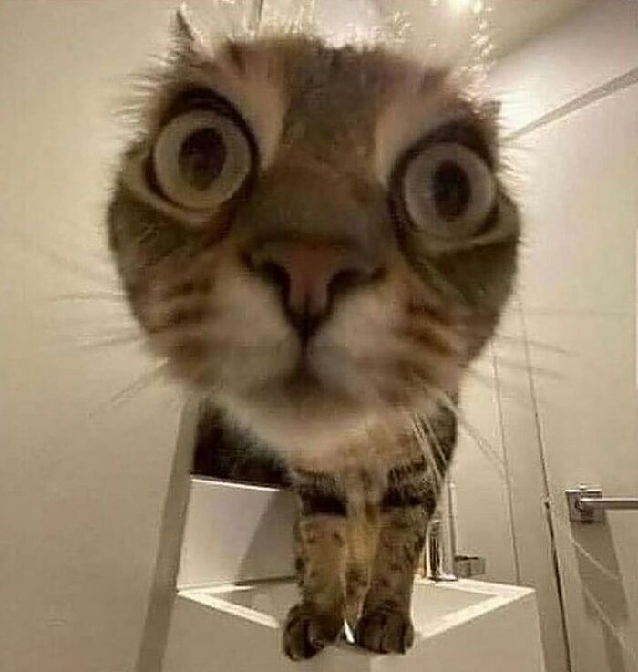 75 ‘No Context Cats’ To Put A Smile On Your Face