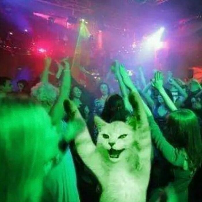 75 ‘No Context Cats’ To Put A Smile On Your Face