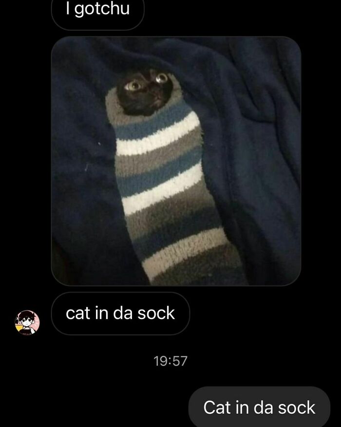 75 ‘No Context Cats’ To Put A Smile On Your Face