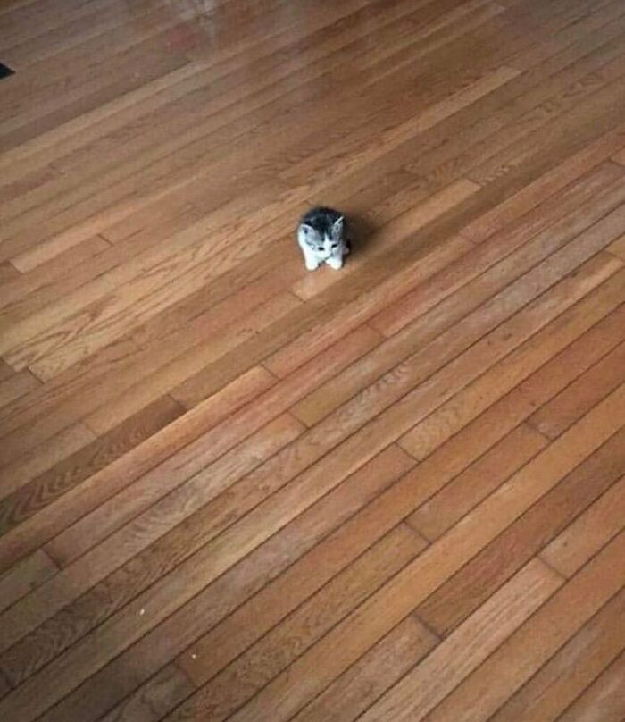 75 ‘No Context Cats’ To Put A Smile On Your Face