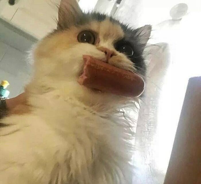 75 ‘No Context Cats’ To Put A Smile On Your Face