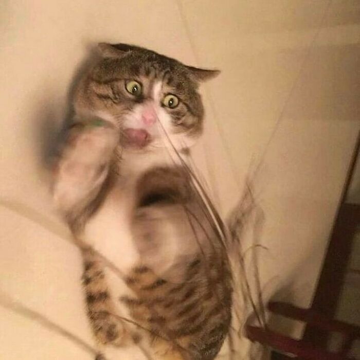 75 ‘No Context Cats’ To Put A Smile On Your Face