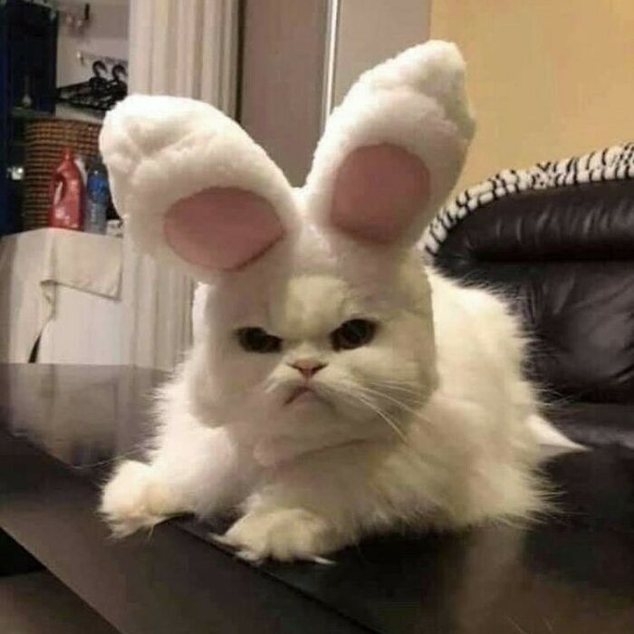 75 ‘No Context Cats’ To Put A Smile On Your Face