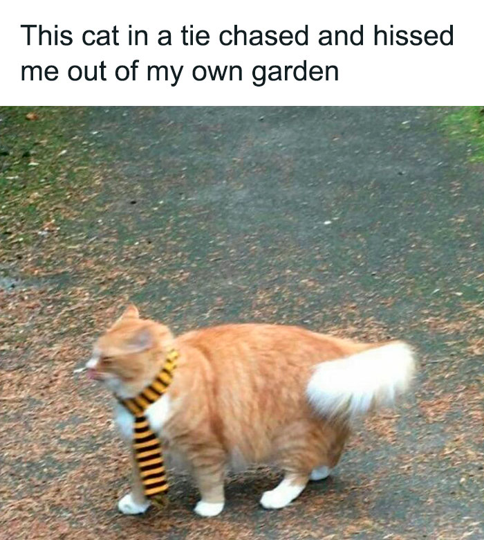 75 ‘No Context Cats’ To Put A Smile On Your Face