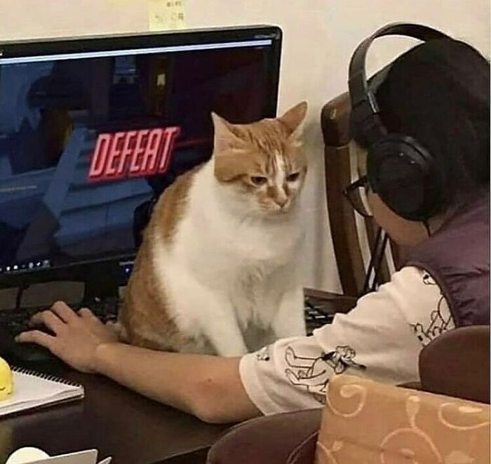75 ‘No Context Cats’ To Put A Smile On Your Face
