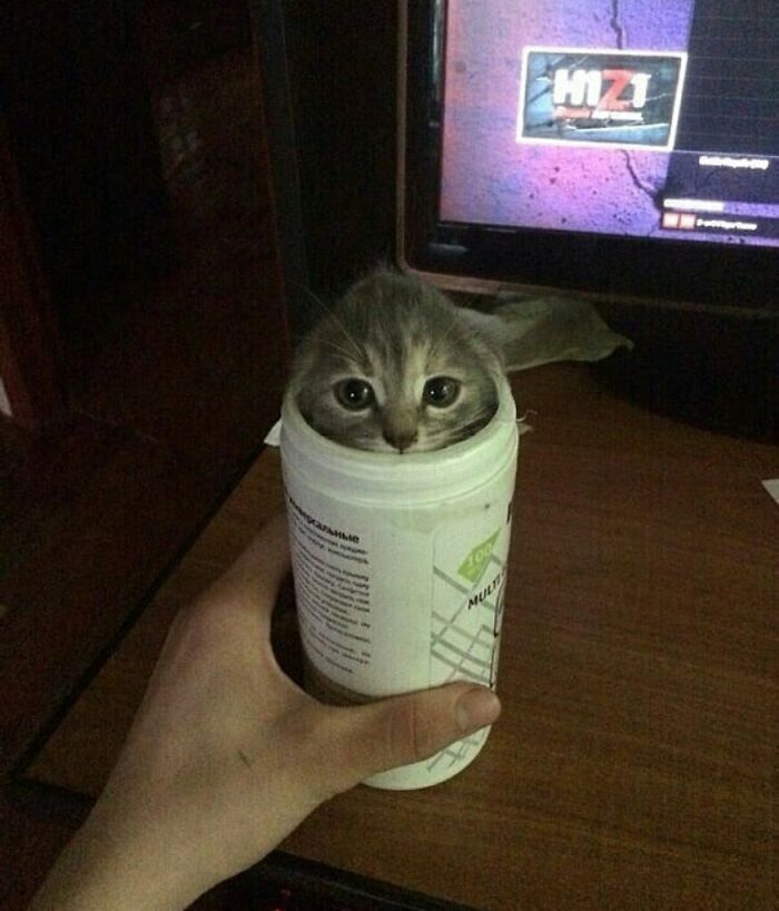 75 ‘No Context Cats’ To Put A Smile On Your Face