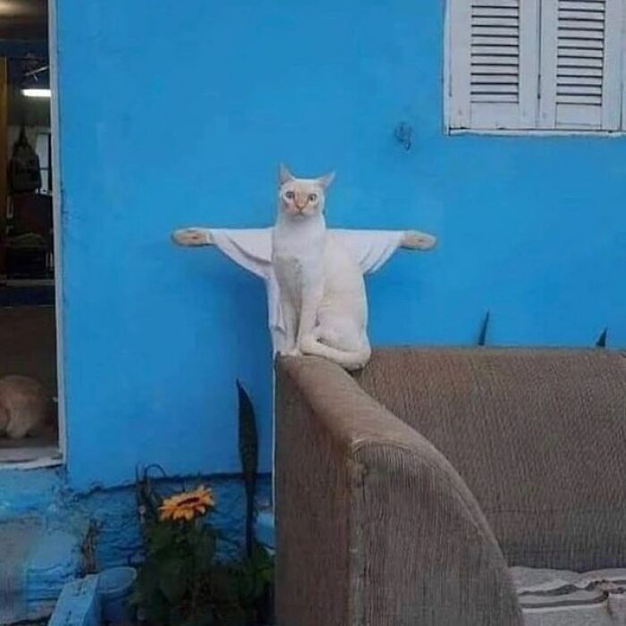 75 ‘No Context Cats’ To Put A Smile On Your Face