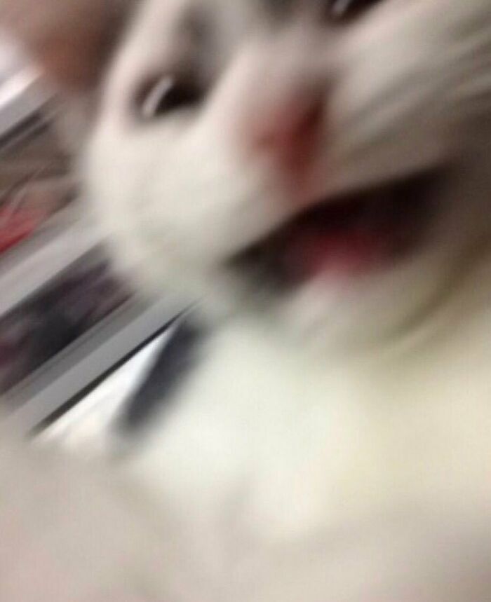 75 ‘No Context Cats’ To Put A Smile On Your Face