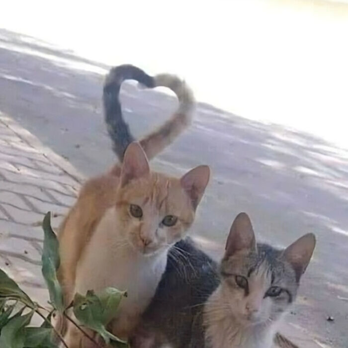 75 ‘No Context Cats’ To Put A Smile On Your Face