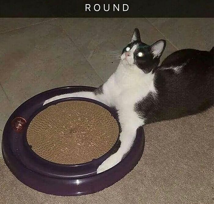 75 ‘No Context Cats’ To Put A Smile On Your Face