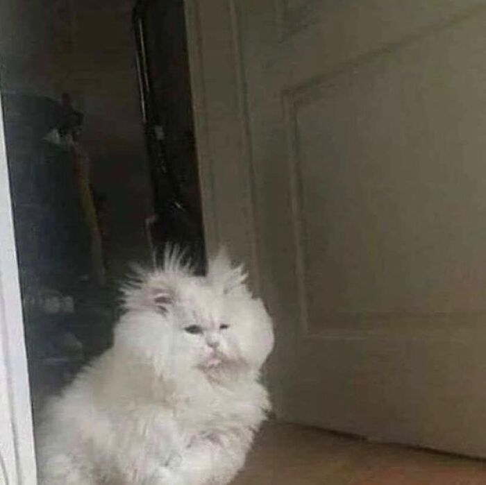 75 ‘No Context Cats’ To Put A Smile On Your Face