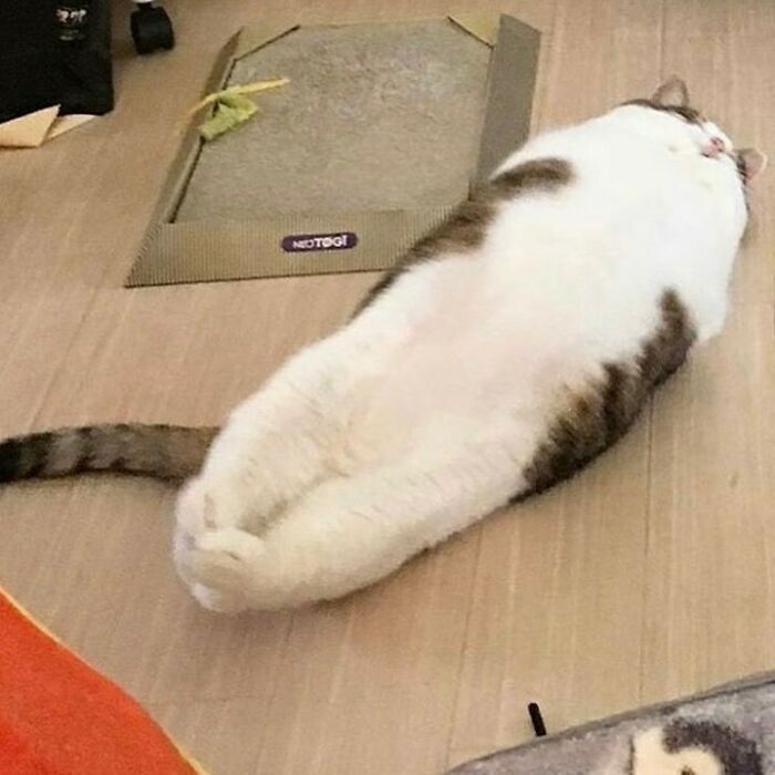 75 ‘No Context Cats’ To Put A Smile On Your Face