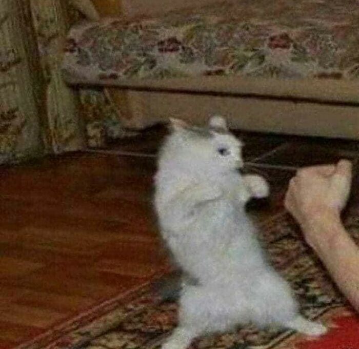 75 ‘No Context Cats’ To Put A Smile On Your Face