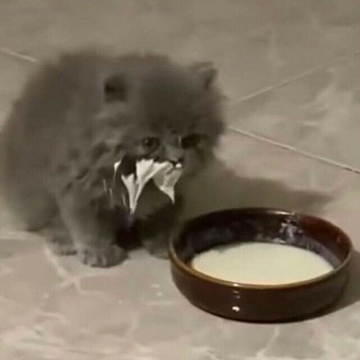 75 ‘No Context Cats’ To Put A Smile On Your Face
