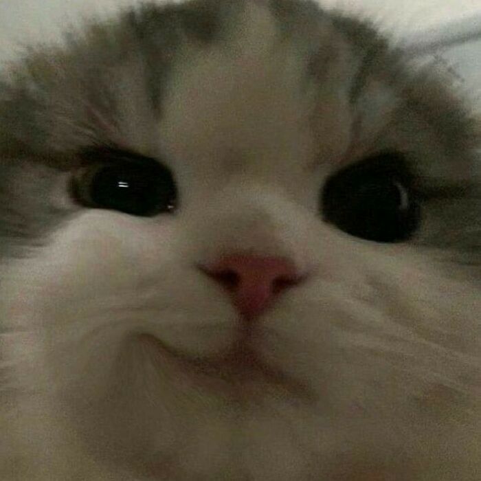 75 ‘No Context Cats’ To Put A Smile On Your Face