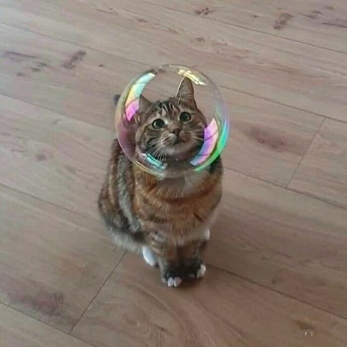 75 ‘No Context Cats’ To Put A Smile On Your Face