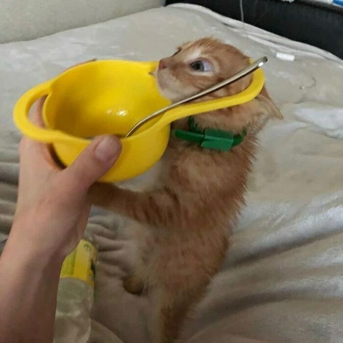 75 ‘No Context Cats’ To Put A Smile On Your Face
