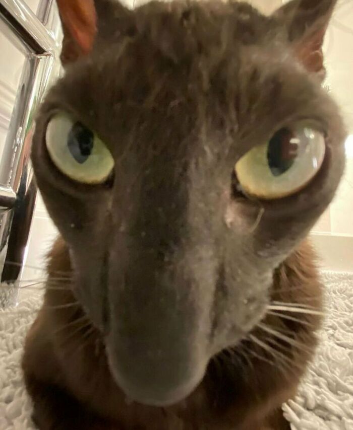 75 ‘No Context Cats’ To Put A Smile On Your Face