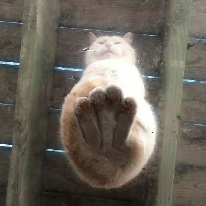 75 ‘No Context Cats’ To Put A Smile On Your Face