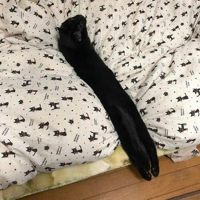 75 ‘No Context Cats’ To Put A Smile On Your Face