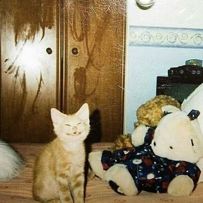75 ‘No Context Cats’ To Put A Smile On Your Face