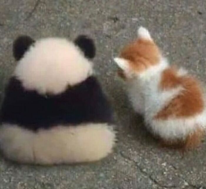 75 ‘No Context Cats’ To Put A Smile On Your Face