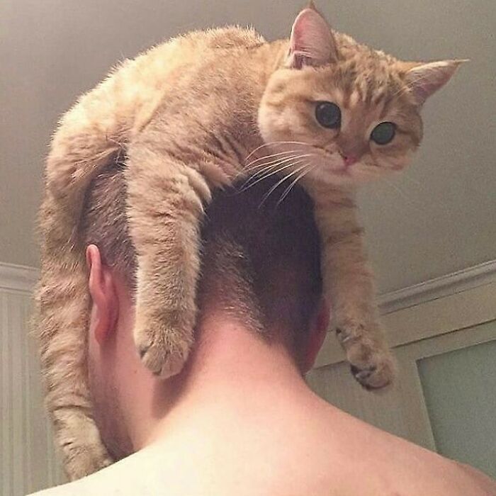 75 ‘No Context Cats’ To Put A Smile On Your Face