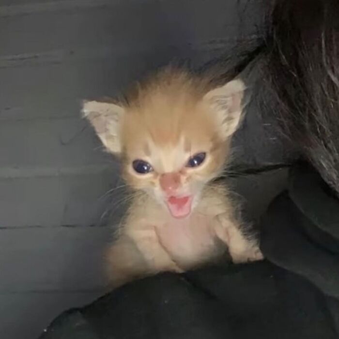 75 ‘No Context Cats’ To Put A Smile On Your Face